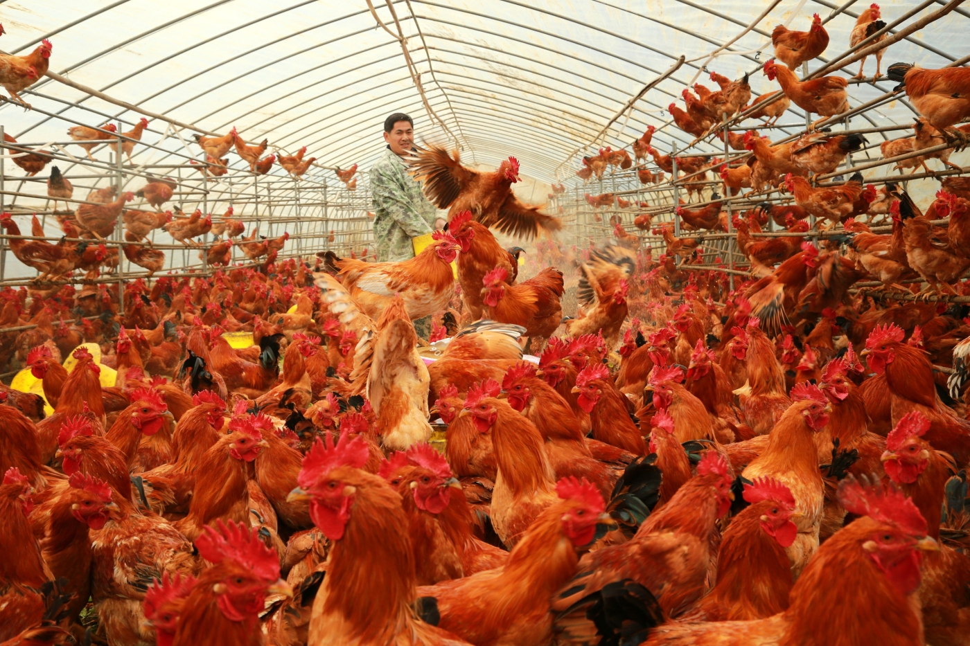 陳昌榮《雞祥如意》