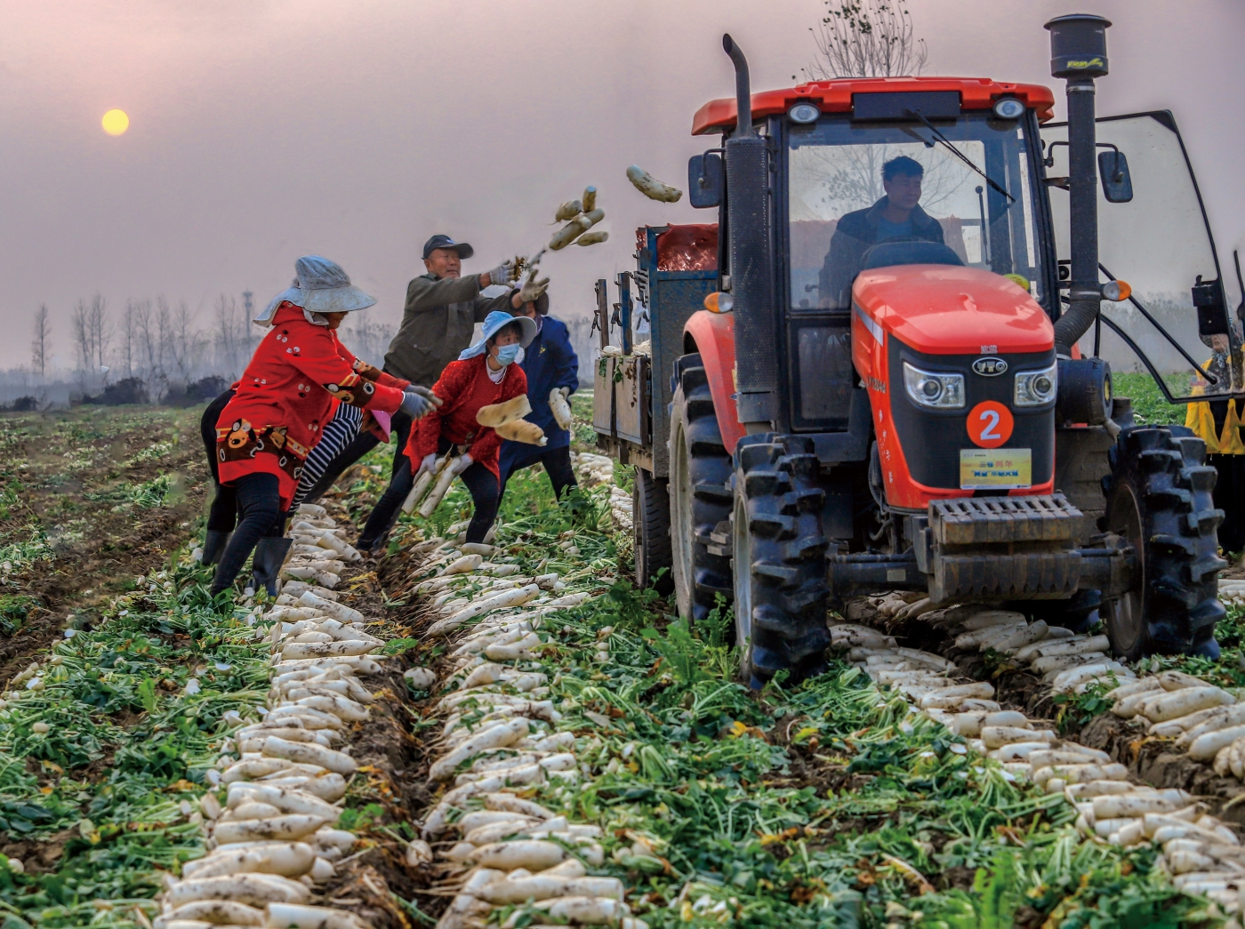程慧蘭《搶收蘿卜》