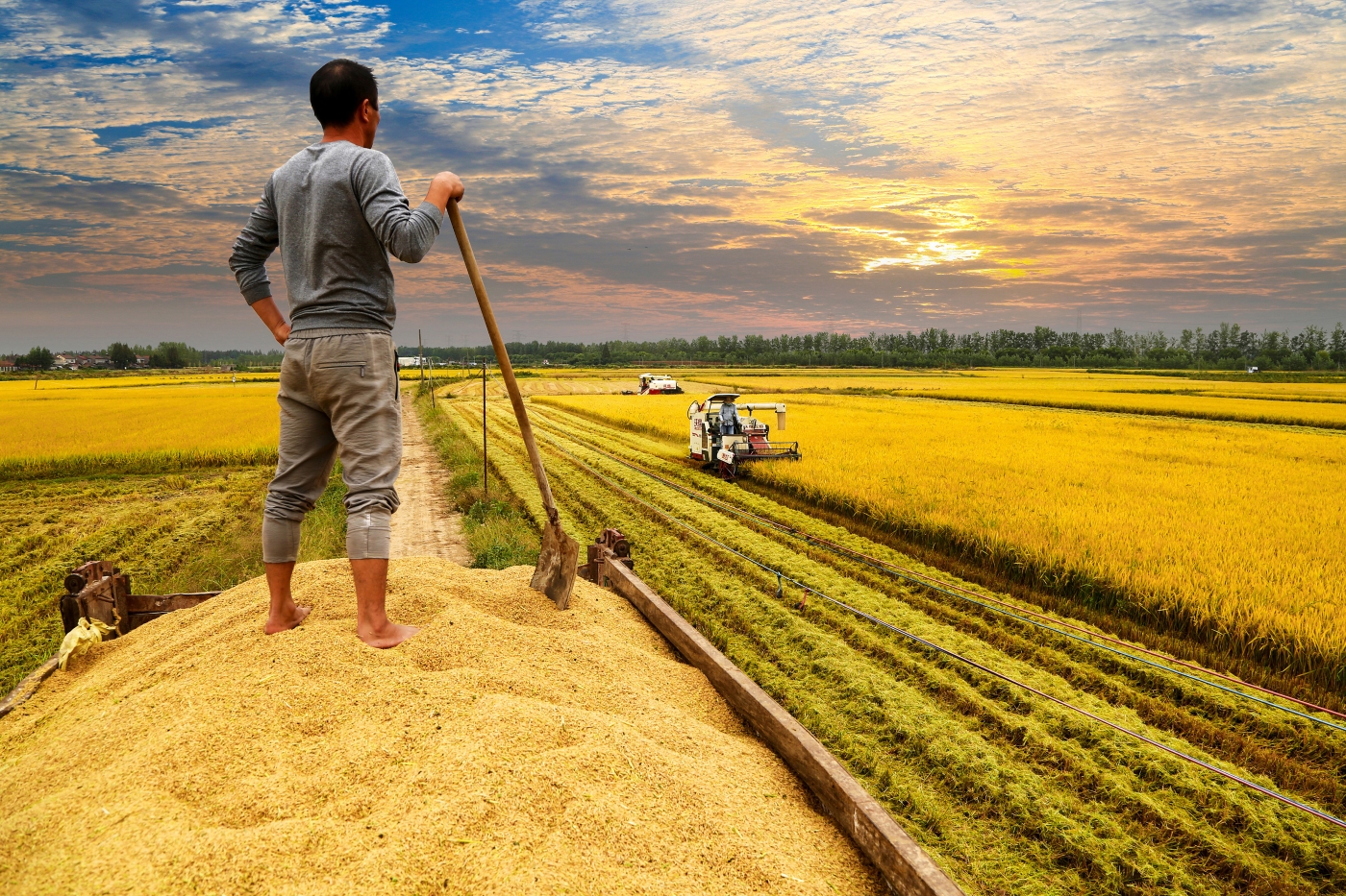 何定科《喜望豐收》