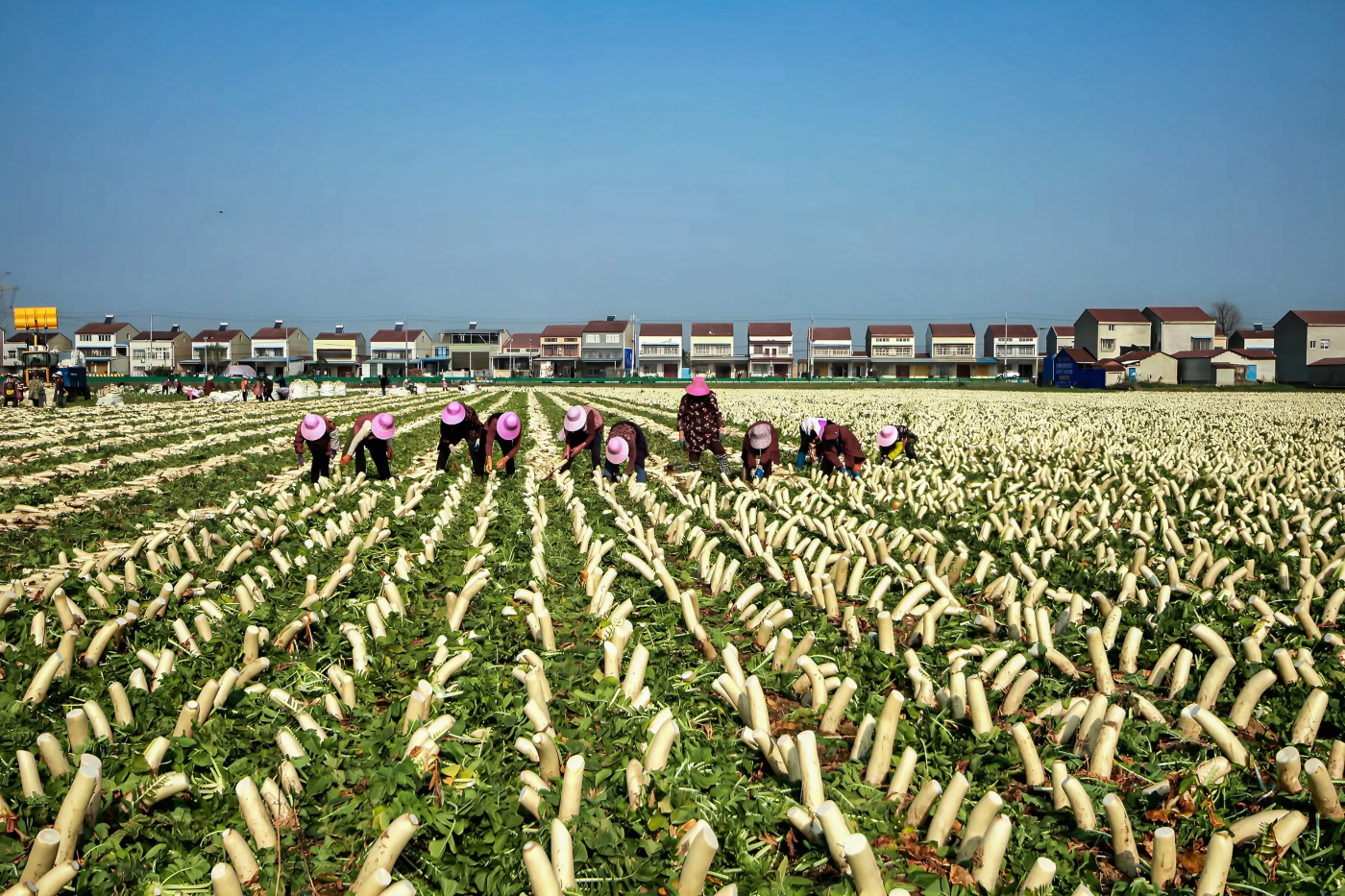 賀蒼松《青壟蘿卜香》