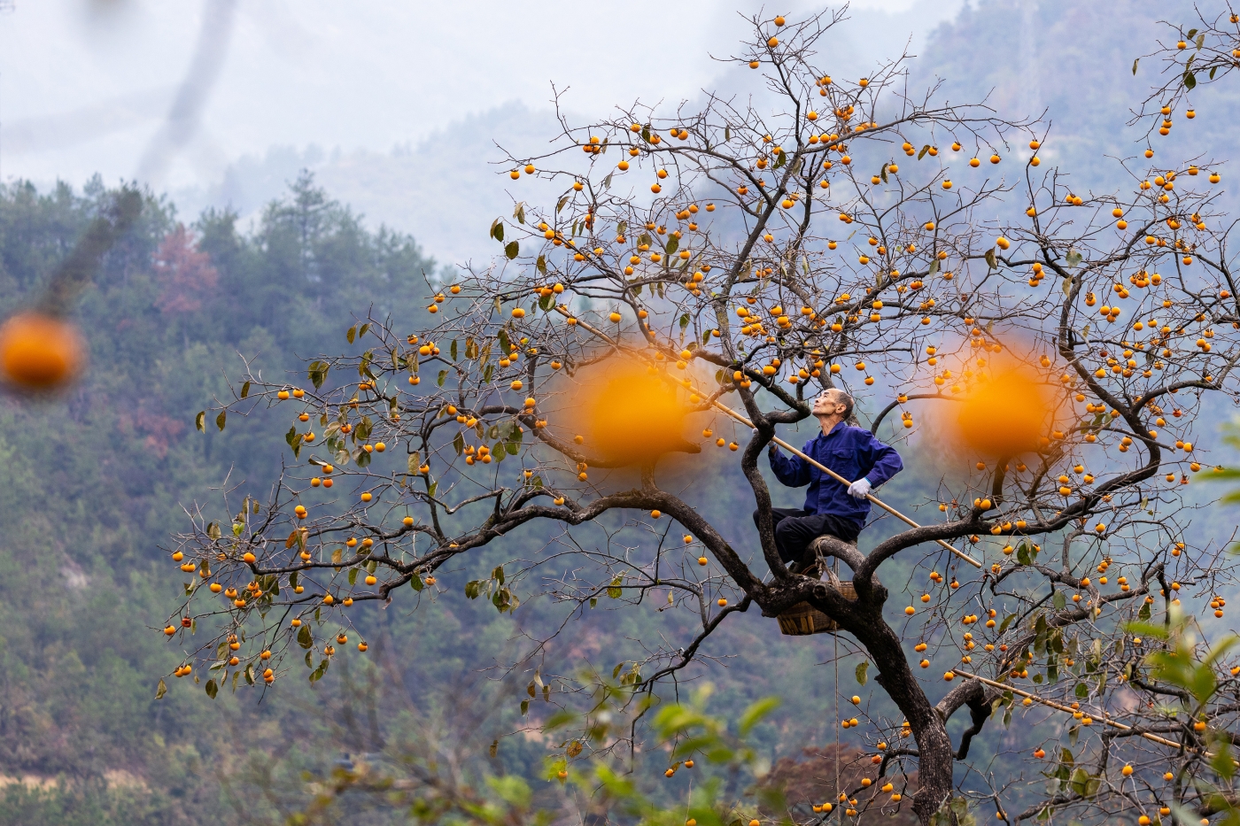 黃雁飛《詩(shī)畫(huà)采柿圖》
