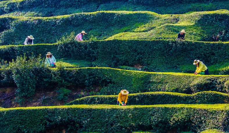 趙廣亮《云霧昇香 綠意盎然》