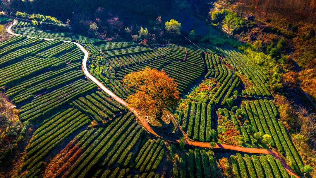 《茶園秋色》 朱萬(wàn)群 攝.jpg