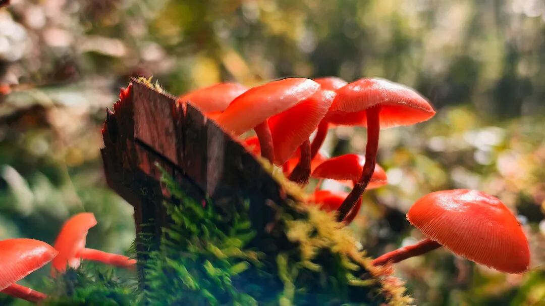 《林間私語(yǔ)》 朱萬(wàn)群 攝.jpg